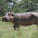 Linux in the Ham Shack