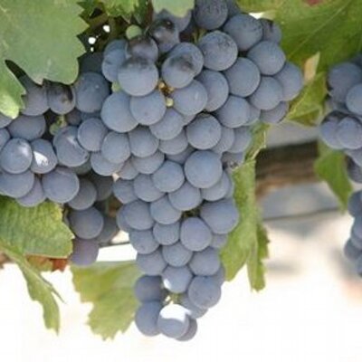 LHS Episode #287: Fruit of Widevine