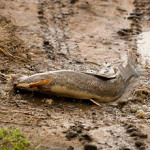 Walking Catfish moving across muddy ground , out of water